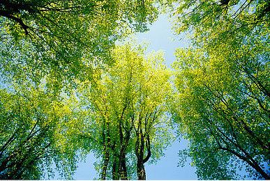 《刺客信条：影》官方实机解析视频 战斗潜行系统革新